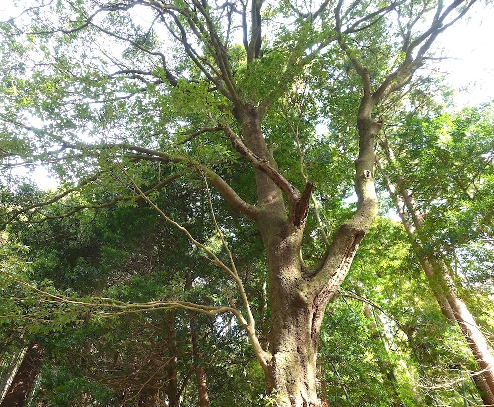 ツガの大木